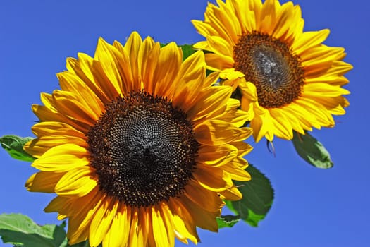 Sunflowers (2)