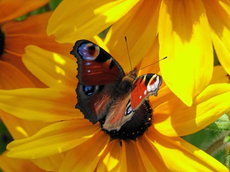 on the flower of a rubingia