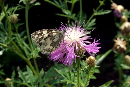 on a flake flower