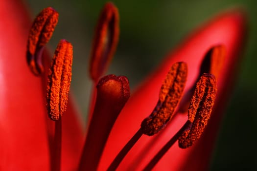 Lily