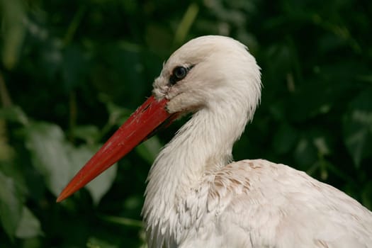 White stork