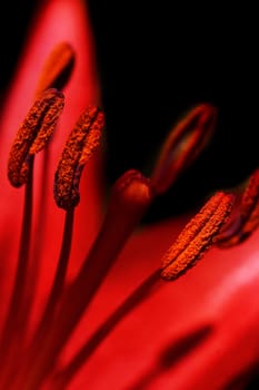 Lily