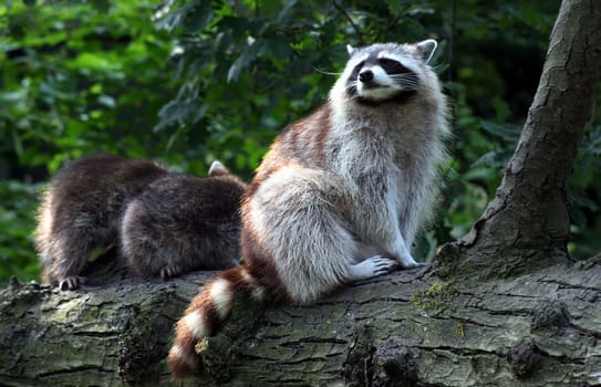 Raccoon and her children