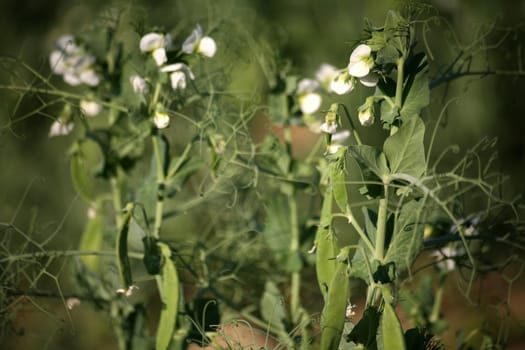 Field with vegetable peas
