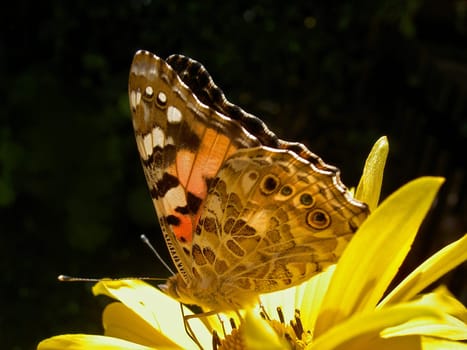 Painted lady