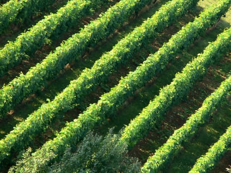 Delicious Riesling