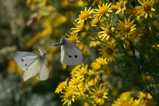 Courtship flight of the small cabbage white: in flight the male,on the flower of the seed usury flower the female
