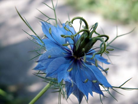 (Nigella damasce)