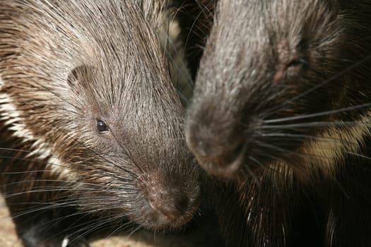 Two common porcupines (Hystrix cristata)