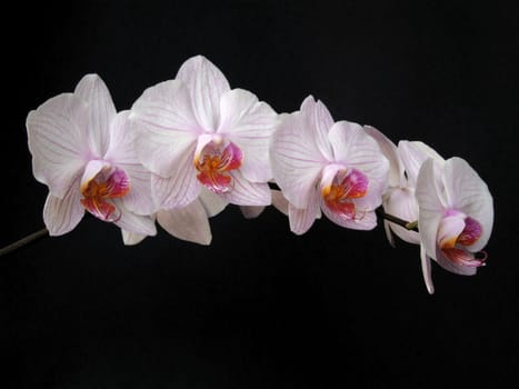 Phalaenopsis flower branch