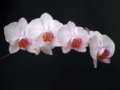 White phalaenopsis with delicate purple stripes