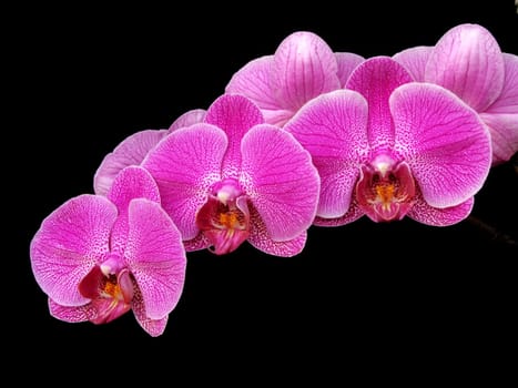 Phalaenopsis flower branch in purple