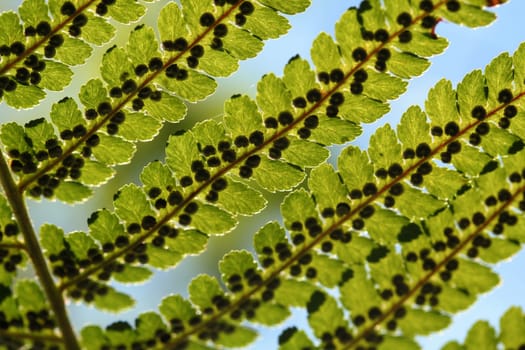 Fern in the backlight