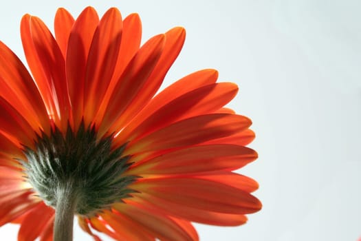 Gerbera in orange