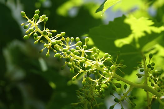 Vine blossom