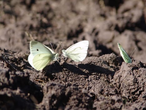 Cabbage whites