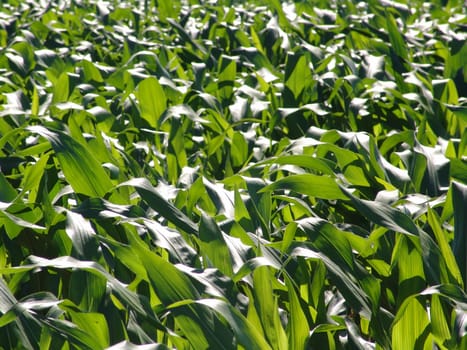 Corn leaves