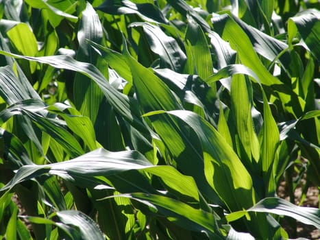 Corn leaves