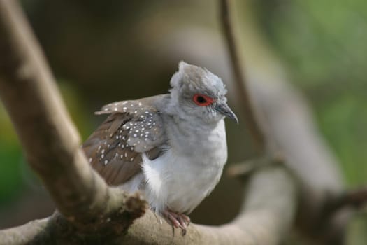 Stictopeleia cuneata,sitting on a branch