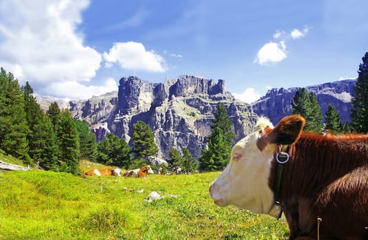 Cow happiness