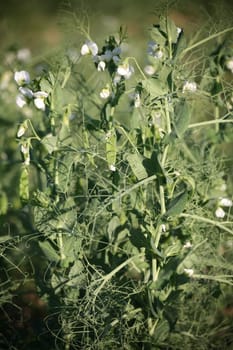 Field with vegetable peas