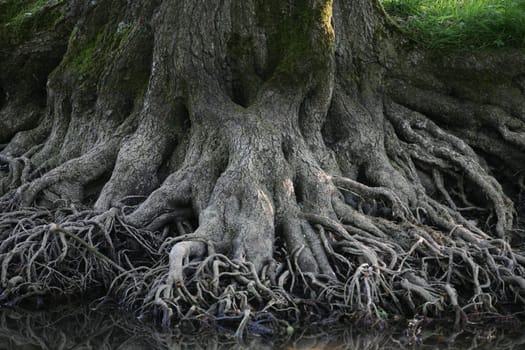 Mighty deciduous tree on the shore of a lake