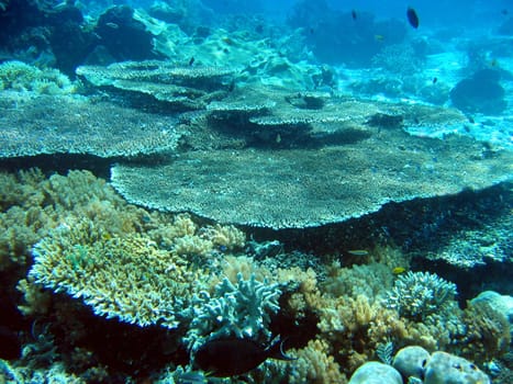 TABLE CORALS
