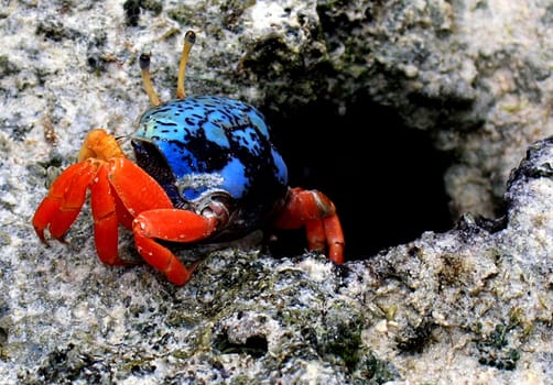 On the beach of Nabucco Island