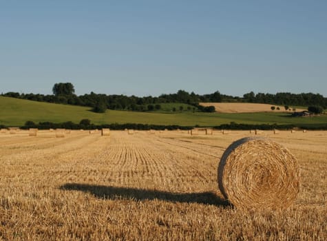 Harvest time