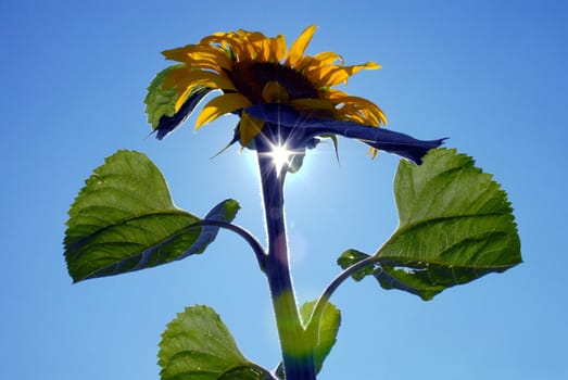 Sunflower in the backlight