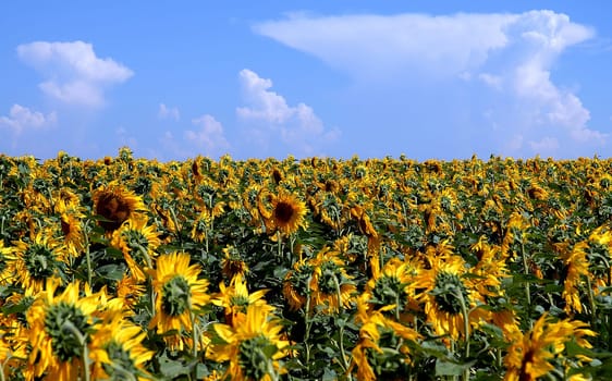 After a violent thunderstorm on the eve,the heads of sunflowers are quite disheveled