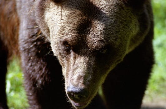 Bad Bear