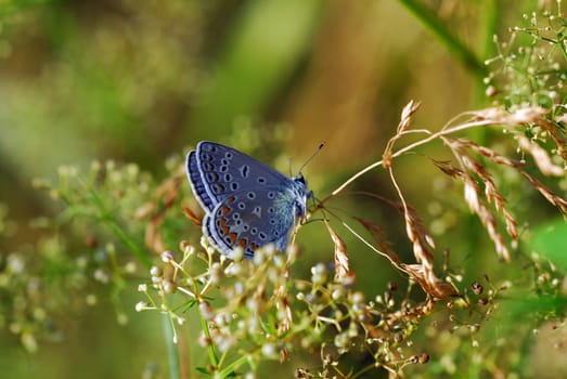Blue