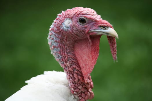 Beautiful turkey
