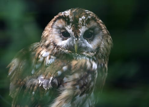 Strix aluco