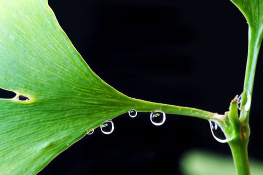 Gingko leaf