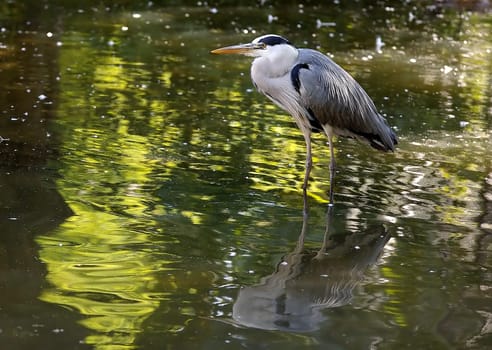 Grey heron