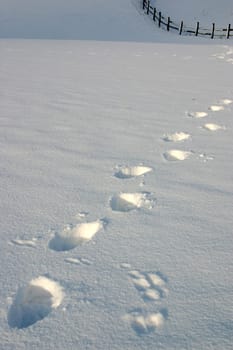 Tracks in the snow - Small contrast program to 35 degrees (PLUS) in the shade... -))
