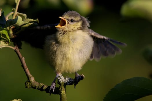 approx. 5 minutes after leaving the protective nest box for the first time