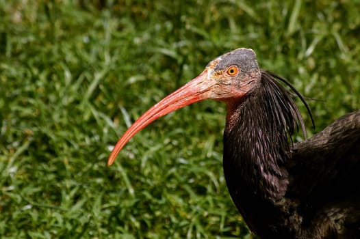 The Northern Bald Ibis (Geronticus eremita),also known as the "European ibis"" or ""crested ibis"",belongs to the ibises family. The Northern Bald Ibis was once a common bird in Europe,found in France,Switzerland,Germany,Austria,Spain and the west of the"