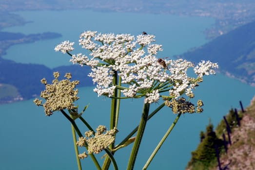 Yarrows prefer to grow on sunny and nitrogen-rich soils,for example in meadows,meadows,paths and rubble sites. It is frugal,but does not like moist soils and is native to all of Europe,up to the Arctic Circle and also in the A