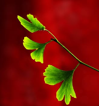 Ginkgo branch copplementarily supplied with blood