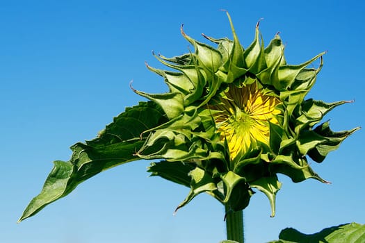 Sunflower bud