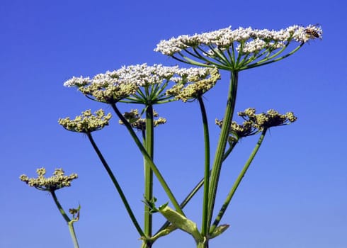 Giant hogweed (Heracleum mantegazzianum),also known as Hercules herb,belongs to the umbelliferous family. The entire plant is poisonous,especially the sap of the plant. It has a phototoxic and skin-damaging effect. One should avoid contact with plant saf