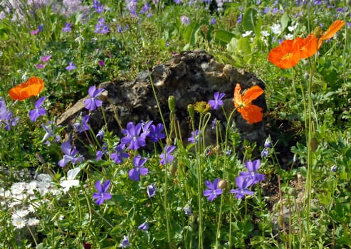 Colourful mountain garden