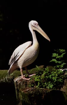 Pelican