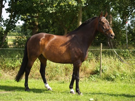 Fiete is a son of the Olympic show jumper For Pleasure.