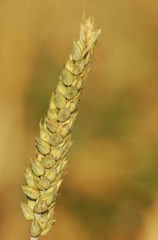 Wheat