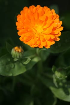 Calendula officinalis