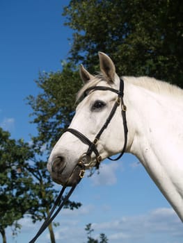 Lusitano Negócio